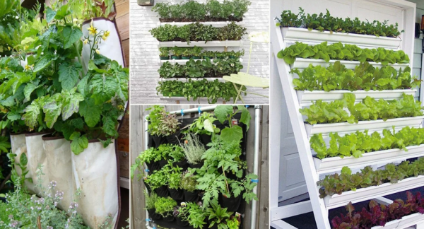 Kebun Sayur Vertikal